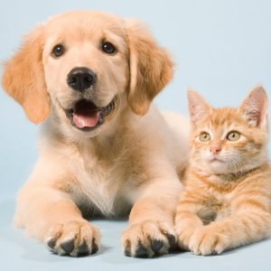 Pets